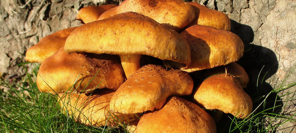 champignons au miel champignons au miel