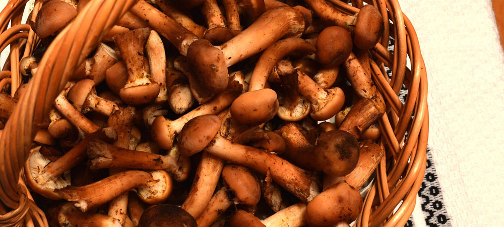 champignons au miel champignons au miel