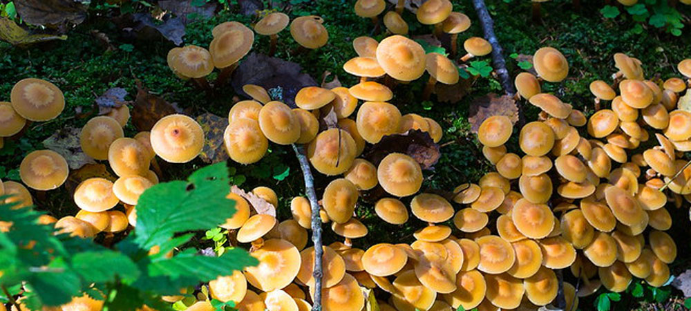 champignons au miel champignons au miel