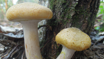 agarics au miel agarics au miel