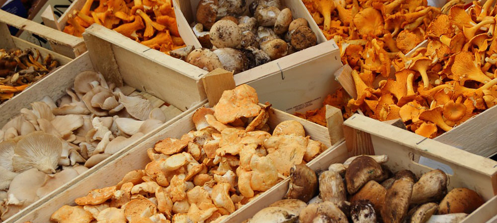 champignons au miel champignons au miel