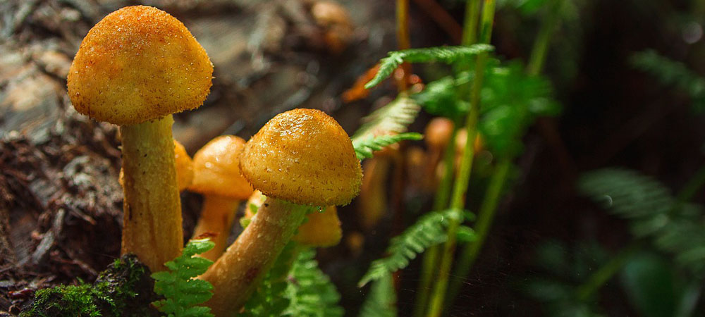 champignons au miel champignons au miel