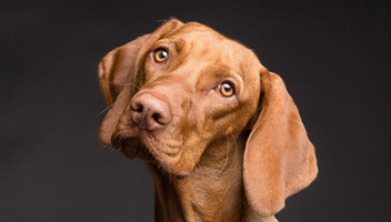 les chiens peuvent pois, millet et orge perlé céréales pour chiens