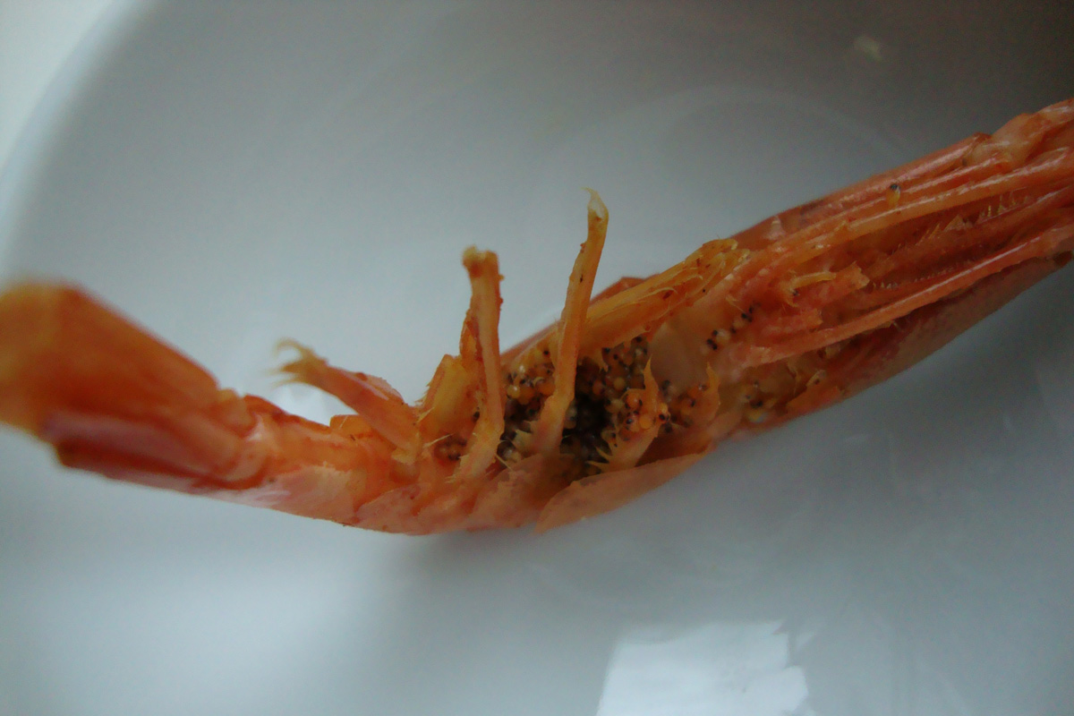 crevette crevette