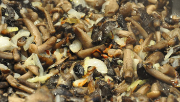 règles pour faire frire les agarics au miel sans cuisson faire frire les champignons sans faire bouillir