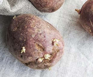 comment les pommes de terre poussent pommes de terre germées