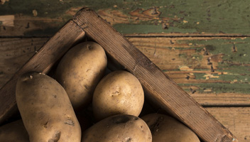 quelles pommes de terre sont les mieux conservées pommes de terre de conservation