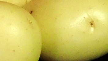 pommes de terre vertes pommes de terre vertes