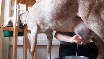 lait concentré de chèvre lait concentré de chèvre