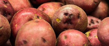 pomme de terre rouge pommes de terre rouges
