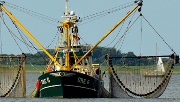 attraper des crevettes attraper des crevettes