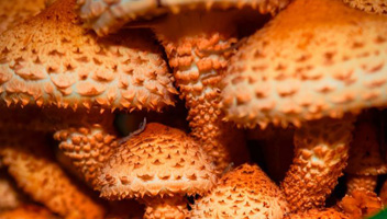faux champignons lors de la cuisson les faux champignons détectent-ils lors de la cuisson