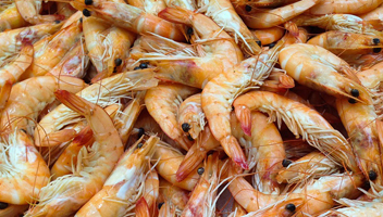beaucoup de crevettes beaucoup de crevettes