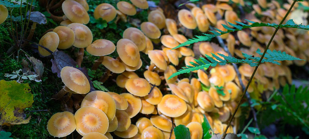 champignons au miel champignons au miel