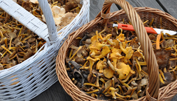 comment cueillir des champignons après la cueillette champignons après récolte