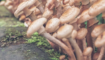 façons d'agarics au miel sans moisissure moisissure sur les agarics au miel