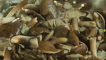 warum Honigpilze schwarz werden Pilze wurden schwarz