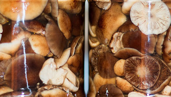 champignons au miel aigris si les champignons fermentent