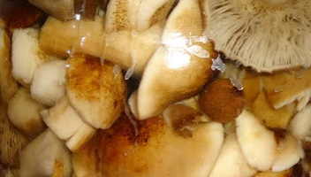 les champignons salés sont moisis si les champignons sont moisis