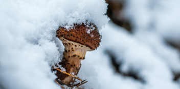 champignon de miel dans la neige champignon de miel dans la neige