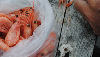 nettoyage de crevettes nettoyage de crevettes
