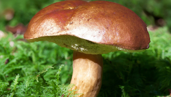 bolet cèpes amères