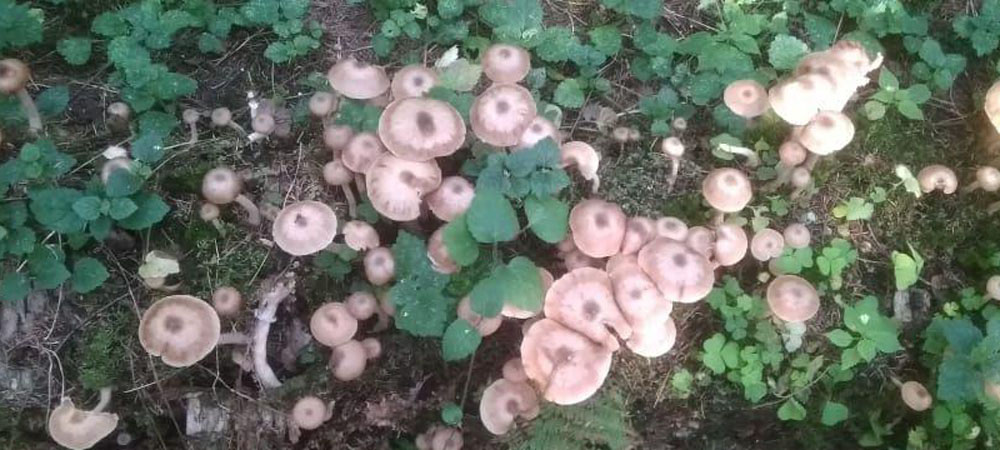 champignons au miel champignons au miel