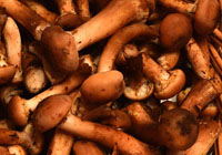 champignons au miel