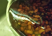 fagioli fermentati