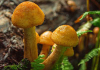 champignons au miel