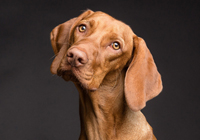 chien