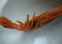 crevette