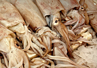 odeur de calmar