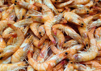 crevette