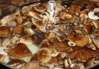 champignons jaunes