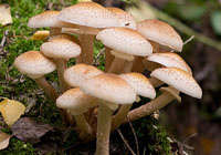 champignons au miel