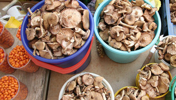 Überprüfen Sie die Honig-Agarics vor dem Kochen wie man Pilze überprüft