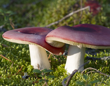 les champignons poussent dans la forêt champignons