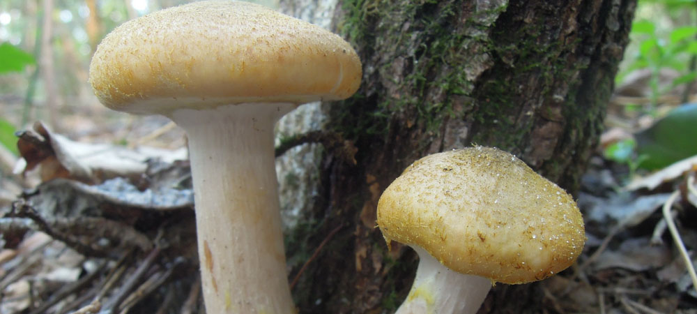 champignons au miel champignons au miel
