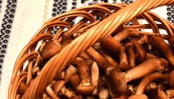 combien de champignons de sel au miel combien de sel mettre lors de la cuisson
