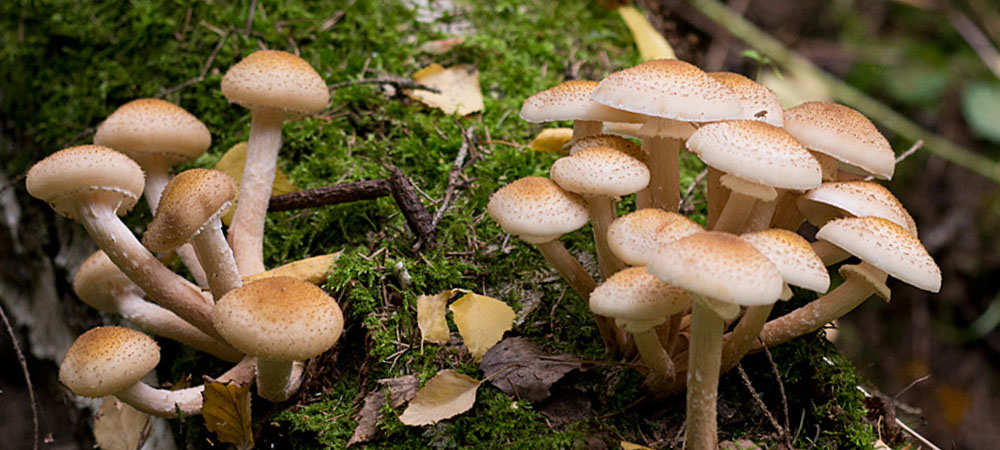 champignons au miel champignons au miel