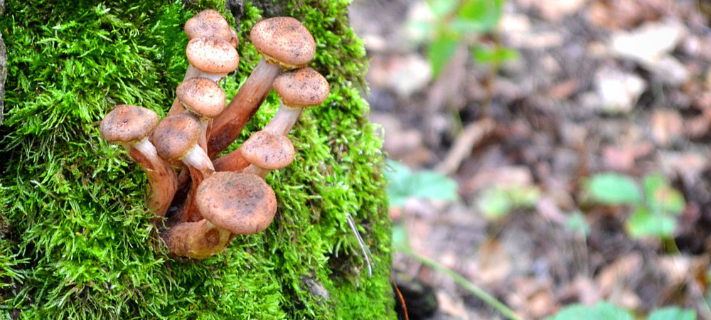 champignons au miel champignons au miel