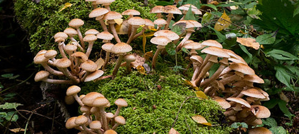 champignons au miel champignons au miel