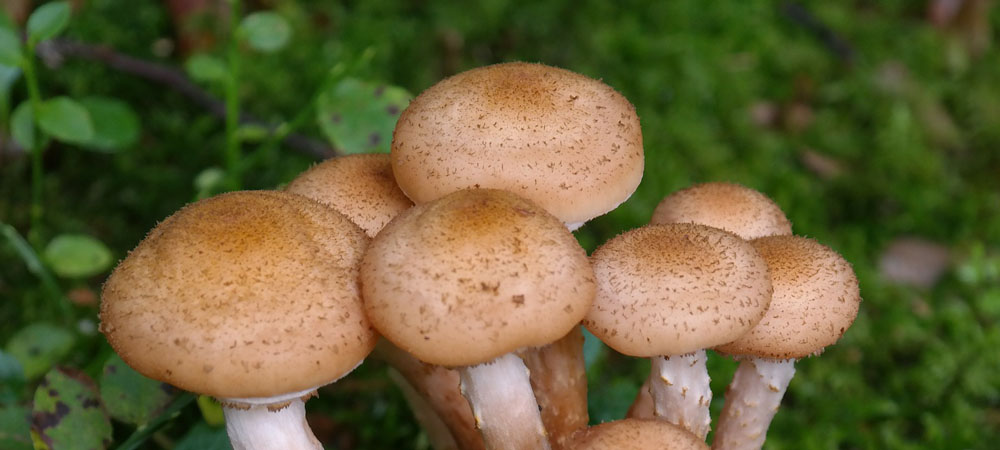 champignons au miel champignons au miel