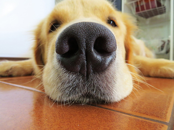 faire cuire du porridge pour le chien bouillie pour un chien
