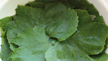 feuilles de vigne salées feuilles de vigne salées