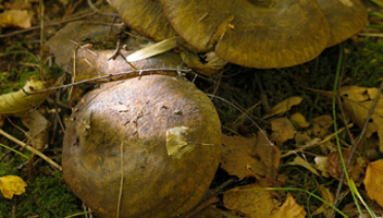 soupes de champignons au lait pouvez-vous cuisiner font-ils des soupes du perdant