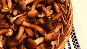 les champignons au miel bouillent les champignons au miel sont bouillis pendant la cuisson