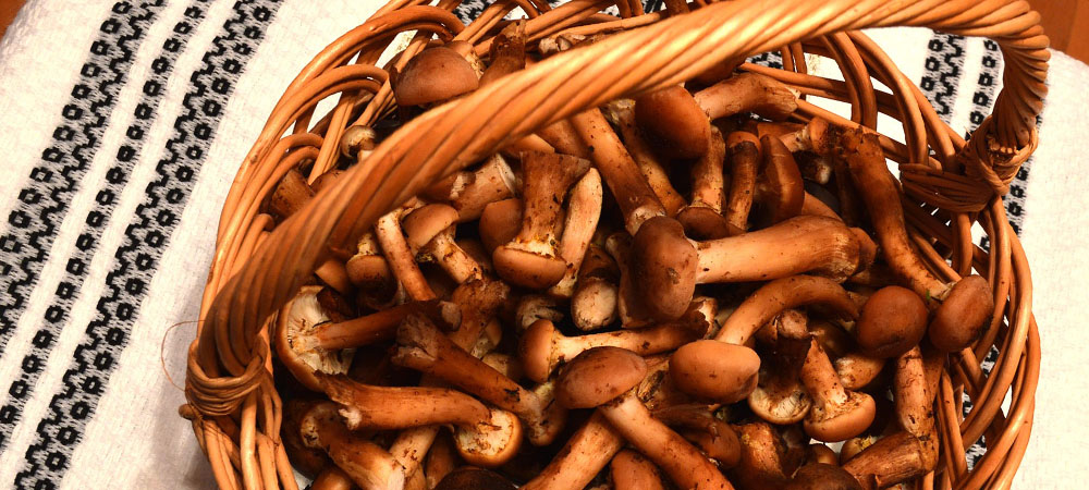 champignons au miel champignons au miel