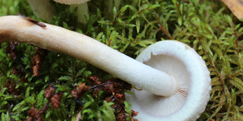faire cuire de faux champignons faux champignons lors de la cuisson